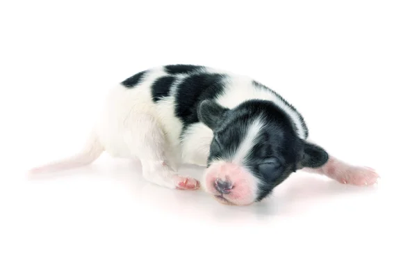 Yeni doğan papillon köpek yavrusu — Stok fotoğraf