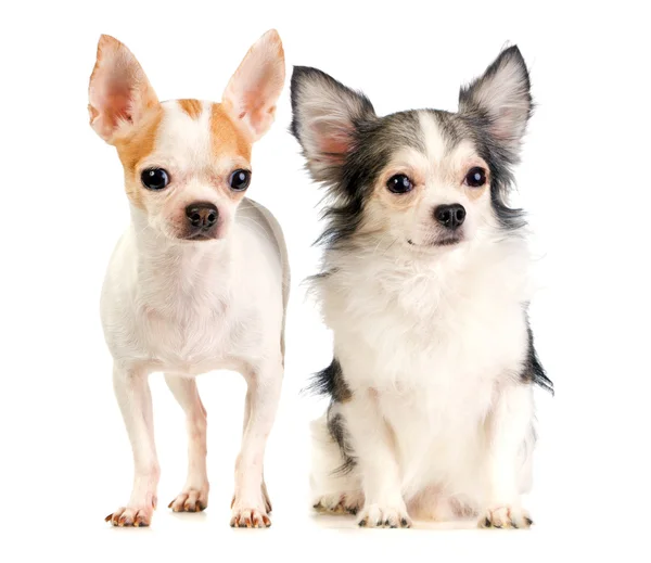 Two Chihuahua — Stock Photo, Image