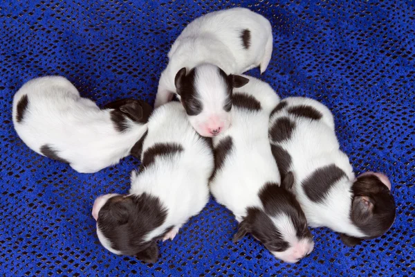 Newborn puppies Papillon — Stock Photo, Image