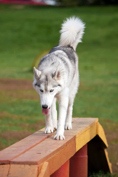 Siberische husky — Stockfoto