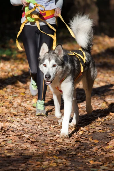 阿拉斯加雪橇犬 — 图库照片