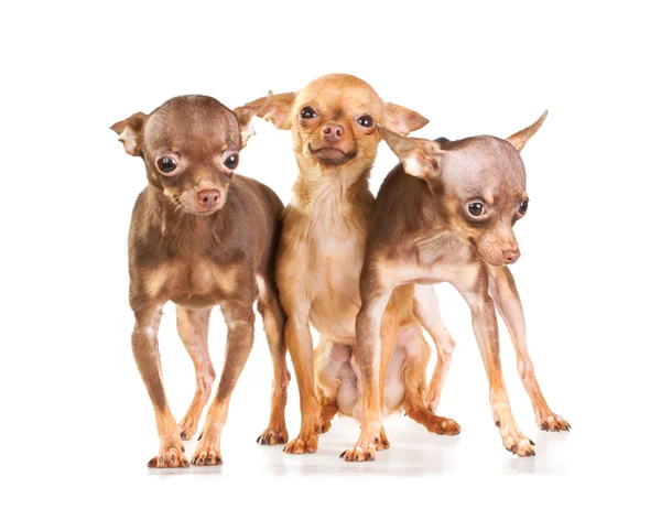 Tre ryska toy terrier — Stockfoto