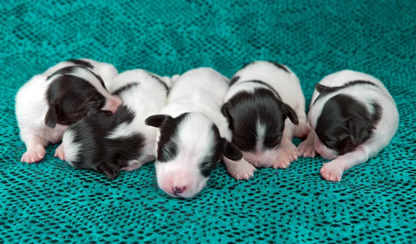 Cachorros recién nacidos fotos de stock, de Cachorros recién nacidos | Depositphotos