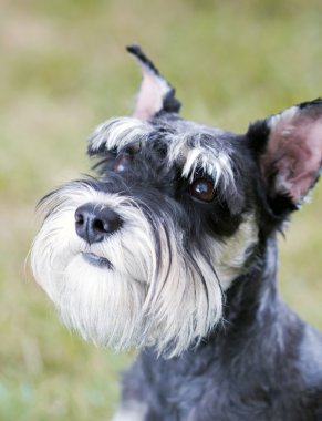 minyatür schnauzer