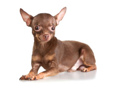 Russian toy terrier clipart