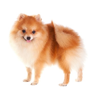 Pomeranian Dog clipart