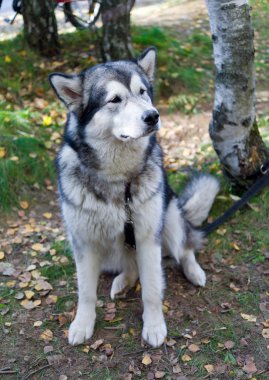 Alaskan malamute