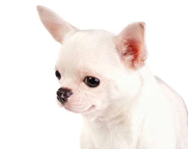 Chihuahua — Fotografie, imagine de stoc