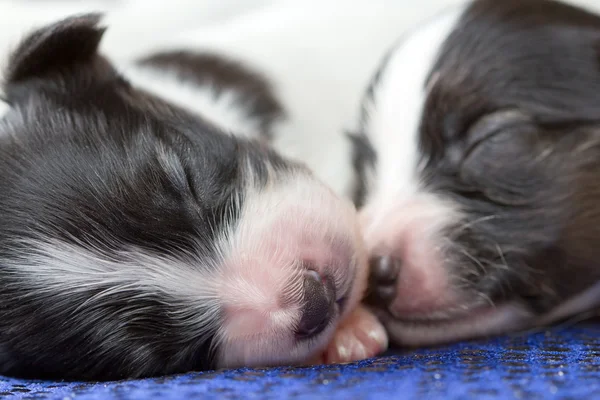 Cachorros recién nacidos Papillon —  Fotos de Stock