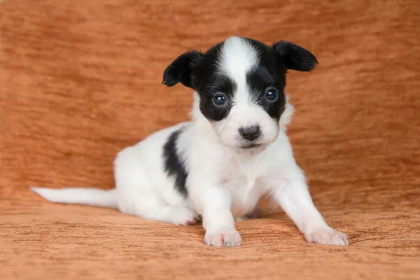 Маленький щенок папиллон — стоковое фото
