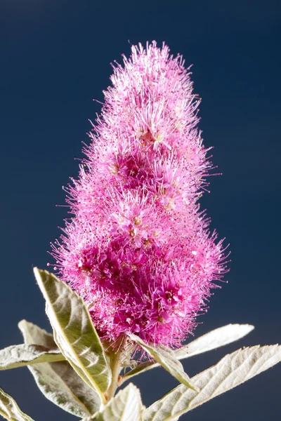 stock image Pink Spirea