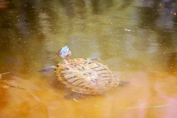 Красноухая слайдерская черепаха — стоковое фото