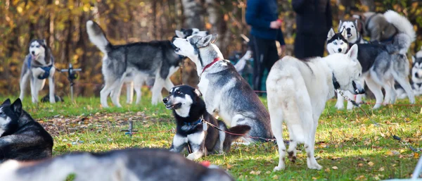 Grupo Husky siberiano — Fotografia de Stock