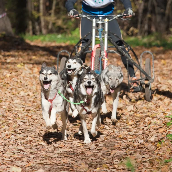 Köpek carting — Stok fotoğraf