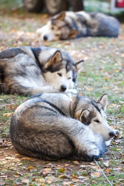 睡雪撬犬 — 图库照片