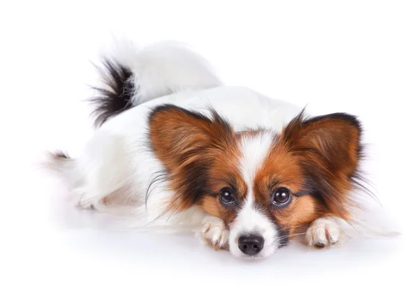Папийонная собака — стоковое фото
