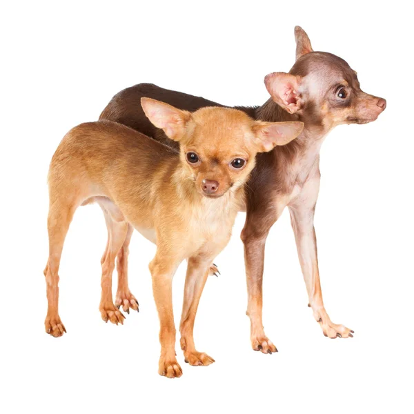 Two Russian toy terrier — Stock Photo, Image