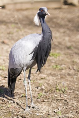 Bird Demoiselle Crane (Anthropoides virgo) clipart