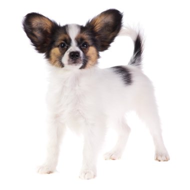 papillon köpek yavrusu