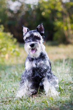 minyatür schnauzer