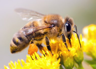 Bees collecting nectar from flower clipart