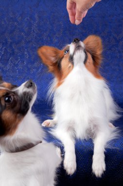 Papillon köpek