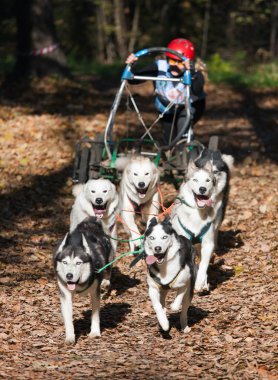 Sports with dogs. Dog-carting team. Dryland clipart