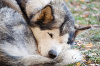 alaskan malamute doğurmak köpek uyurken