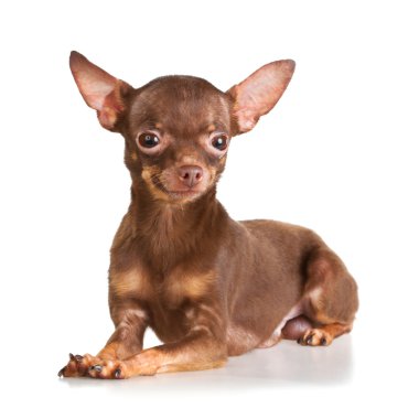 Russian toy terrier isolated on a white background clipart