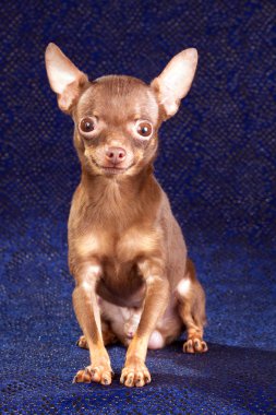 Russian toy terrier isolated on a blue background clipart