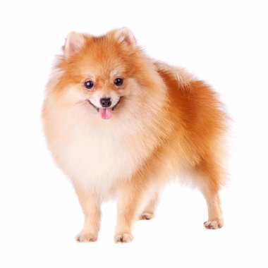 Pomeranian dog isolated on a white background clipart