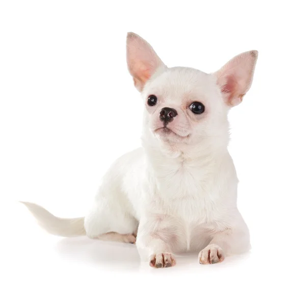 Kurzmantel Chihuahua Auf Weißem Hintergrund — Stockfoto