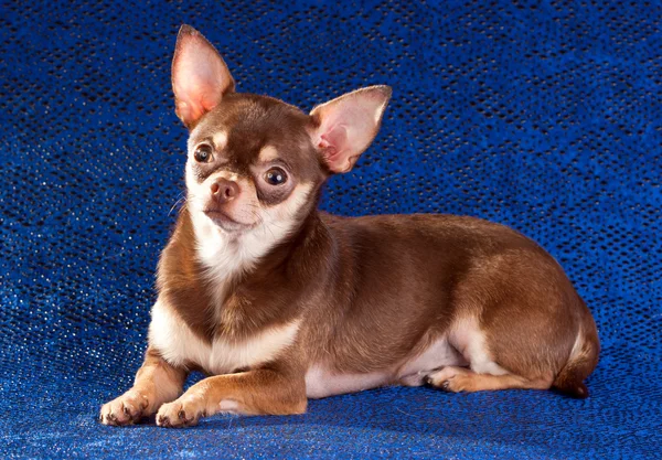 Krátký Kabát Chihuahua Modrém Pozadí — Stock fotografie