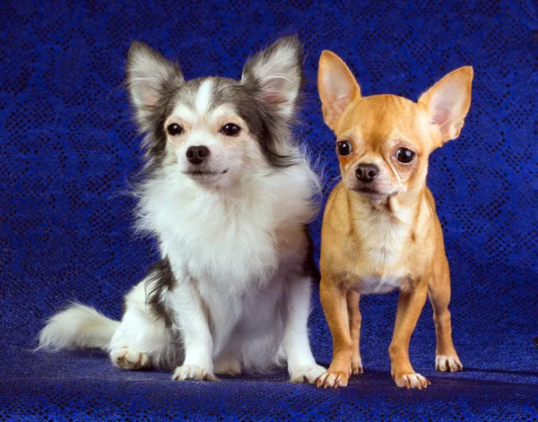 Dvě Chihuahua Psa Modrém Pozadí — Stock fotografie