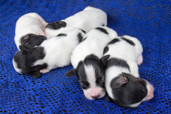 青色の背景に新生児子犬パピヨン — ストック写真