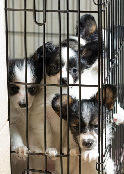 檻の中のパピヨンの子犬 — ストック写真