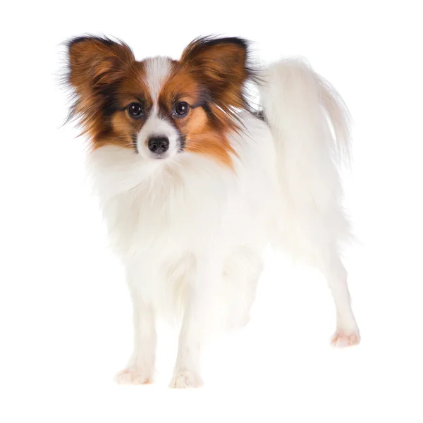Hundepapillon Auf Weißem Hintergrund — Stockfoto