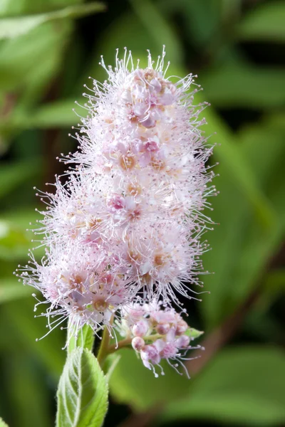 Spiraea Salicifolia Melliferous Ornamental Medicinal Plant — Stock Photo, Image