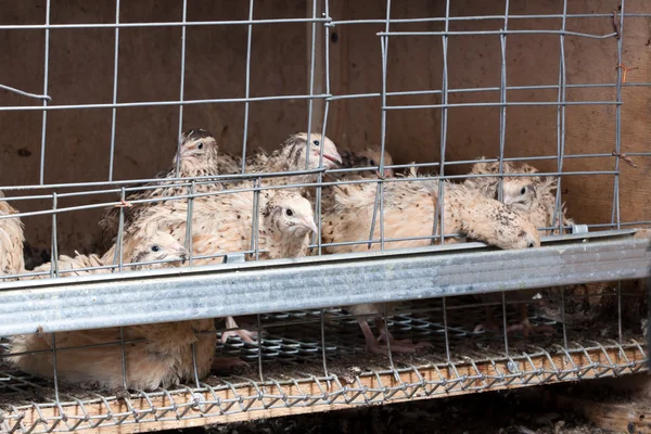 Cailles Dans Les Cages Ferme Avicole — Photo