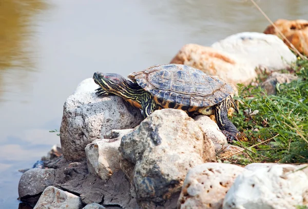 Red Eared Slider Turtle Shore — Stock Photo, Image