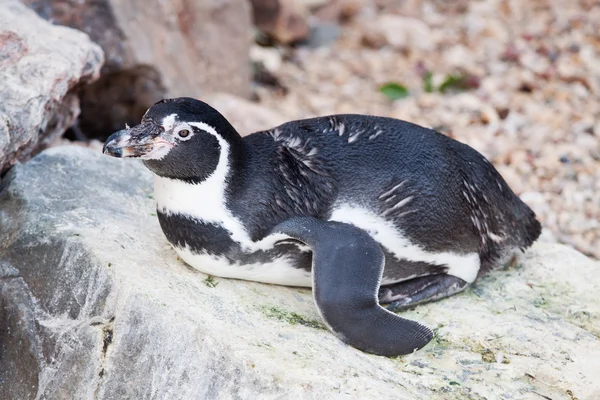 Pinguino Humboldt Nel Parco Uccelli — Foto Stock