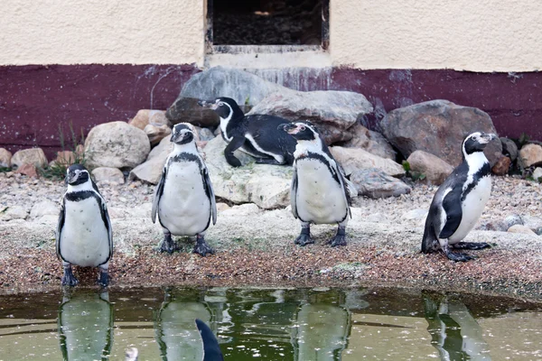 Πιγκουίνοι Humboldt — Φωτογραφία Αρχείου