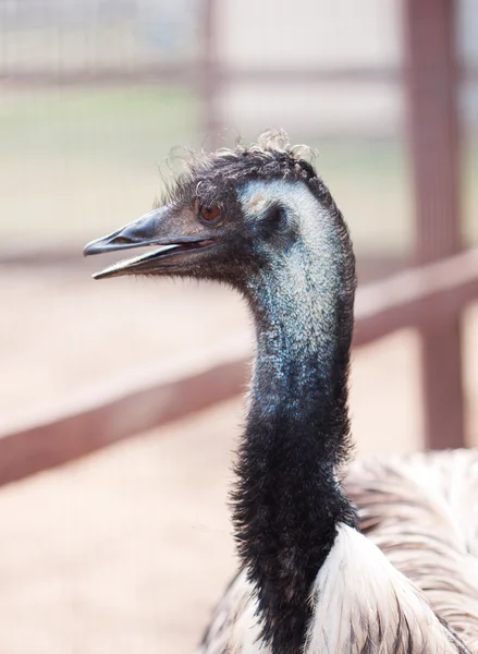 Emu Kopf Aus Nächster Nähe Freien — Stockfoto