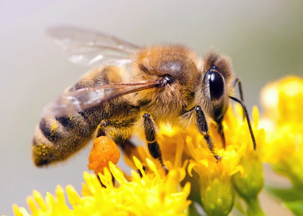 Μέλισσες Που Συλλέγουν Νέκταρ Από Λουλούδι — Φωτογραφία Αρχείου