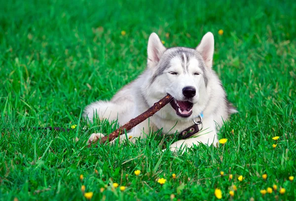 stock image Siberian Husky