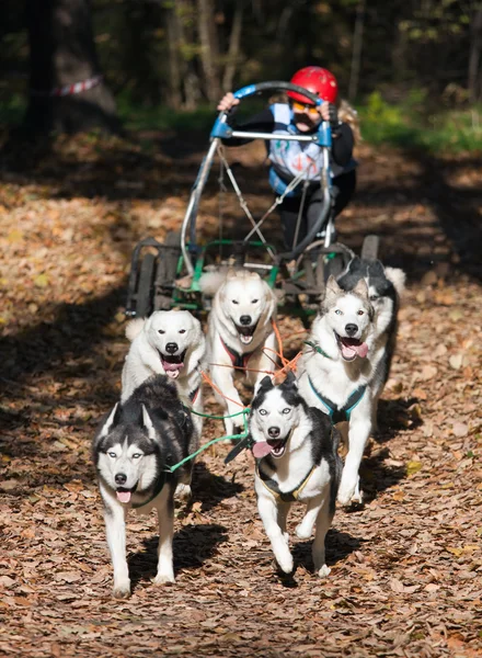 Köpekleri Ile Spor Köpek Carting Takım Toprak Ülke — Stok fotoğraf