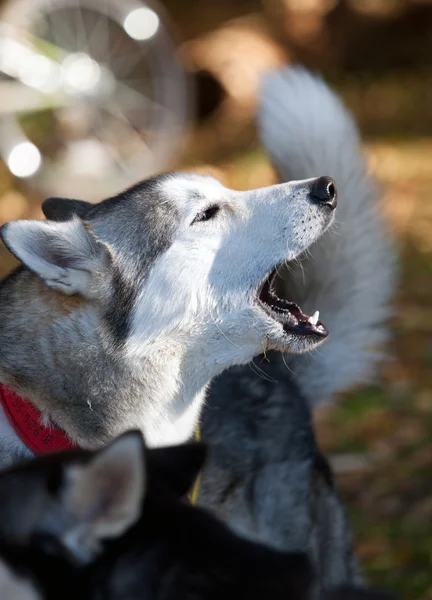 Uluyan Köpek Doğurmak Siberian Dış Yapraklar — Stok fotoğraf