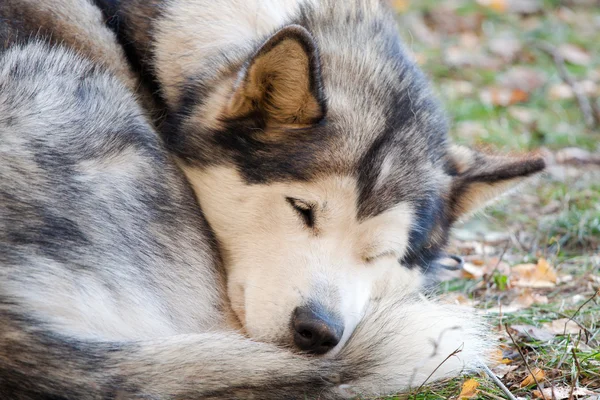 Sleeping Dog Φυλών Από Την Αλάσκα Malamute — Φωτογραφία Αρχείου