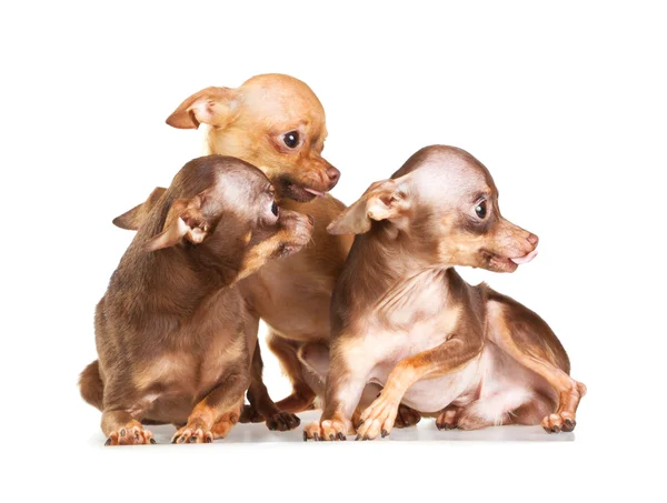 Three Russian toy terrier — Stock Photo, Image