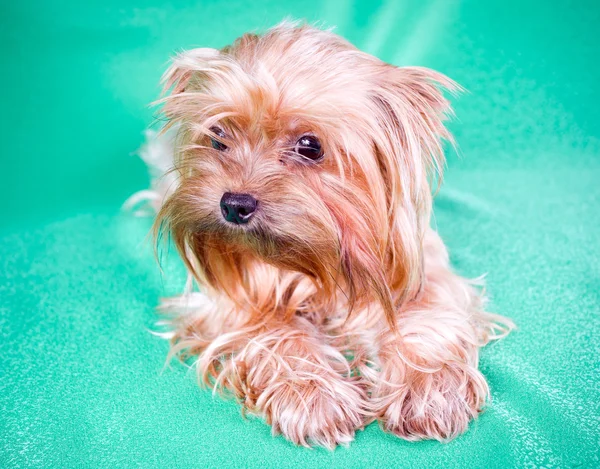 Small Dog Yorkshire Terrier Green Background — Stock Photo, Image